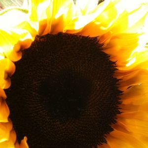 Meet your Posher, Ji